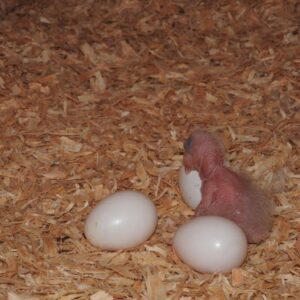 All Species Amazon Parrot Eggs