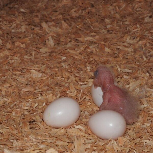 All Species Amazon Parrot Eggs