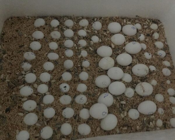 Toco Toucan Eggs