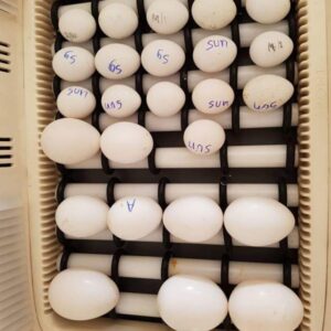 Sollomons Island Eclectus Parrot Eggs