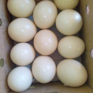 Fertile Ostrich Eggs