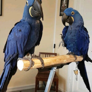 Hyacinth Macaw Parrots