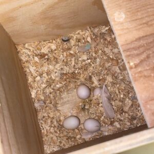 All Species Cockatiel Parrot Eggs