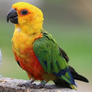 Conure Parrots