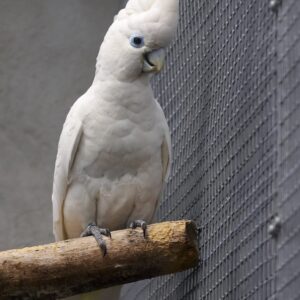 Cockatoos Parrots