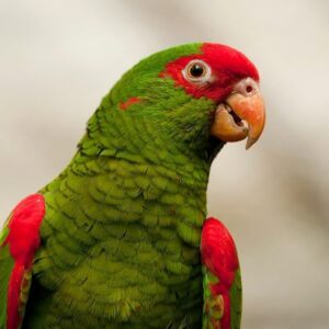 Amazon Parrots