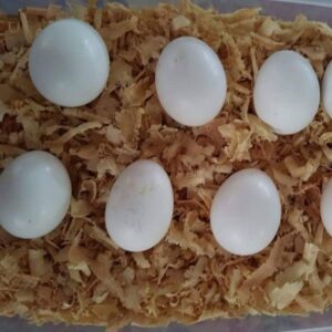 All Species Parakeet Parrot Eggs