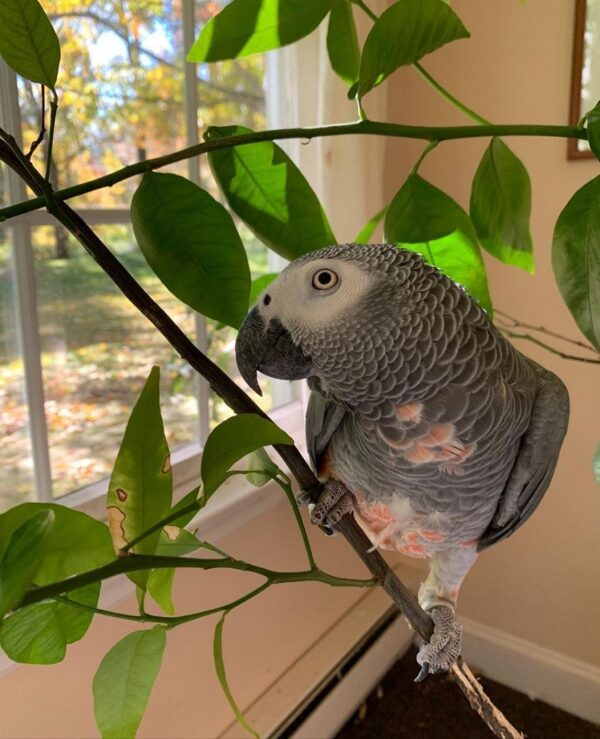 Alex The African Grey Parrot