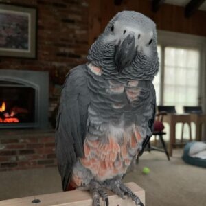 Alex The African Grey Parrot
