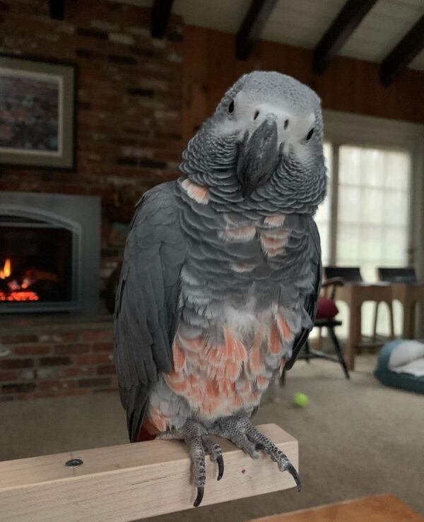 Alex The African Grey Parrot