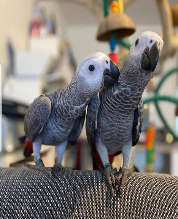 African Grey Parrots