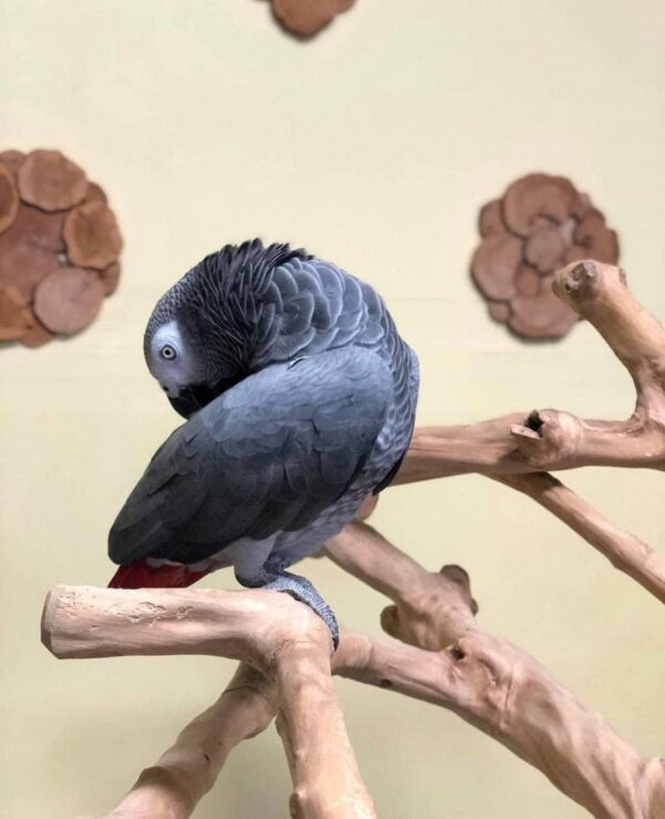 African Grey Parrot - Image 2