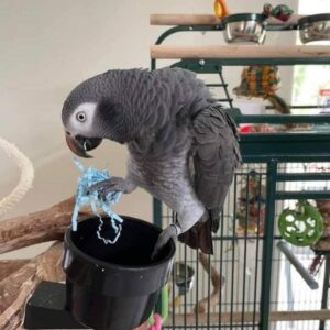 African Grey Parrot
