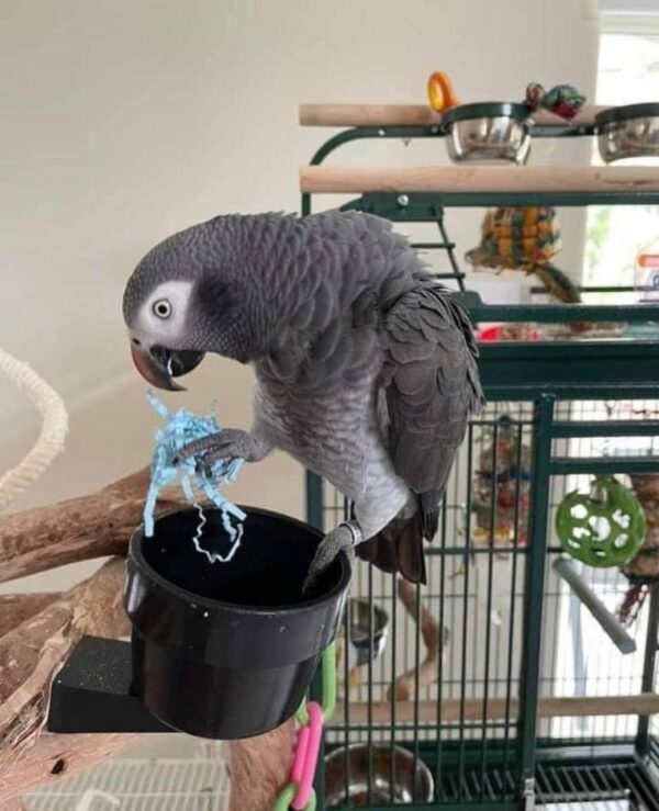 African Grey Parrot