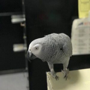 African Grey Parrot