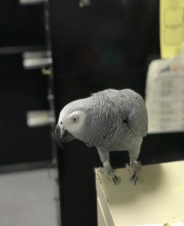 African Grey Parrot