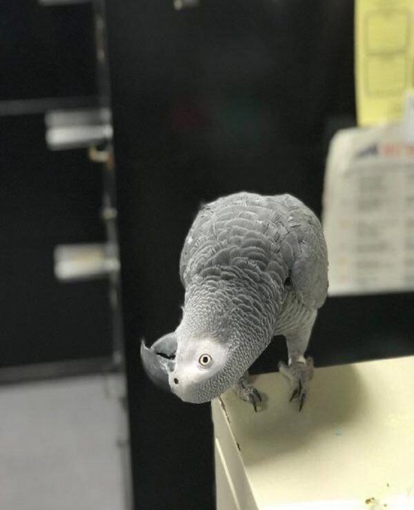 African Grey Parrot