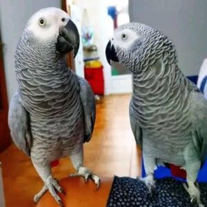 African Grey Parrots