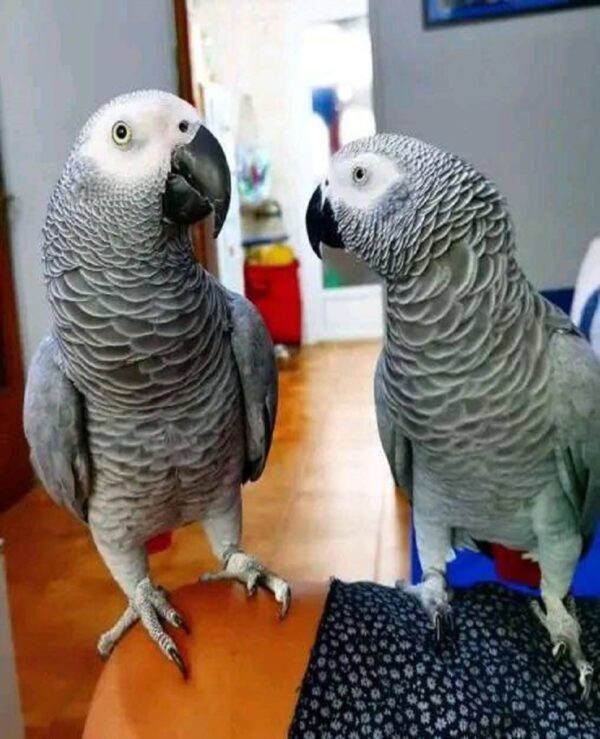 African Grey Parrots