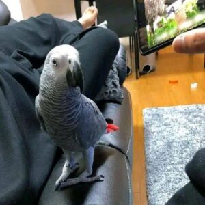 African Grey Parrot