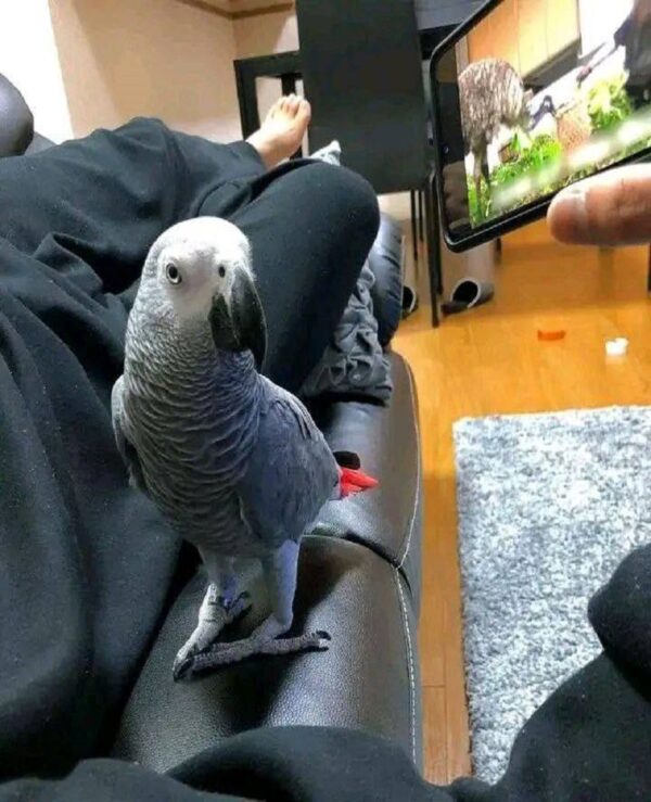 African Grey Parrot