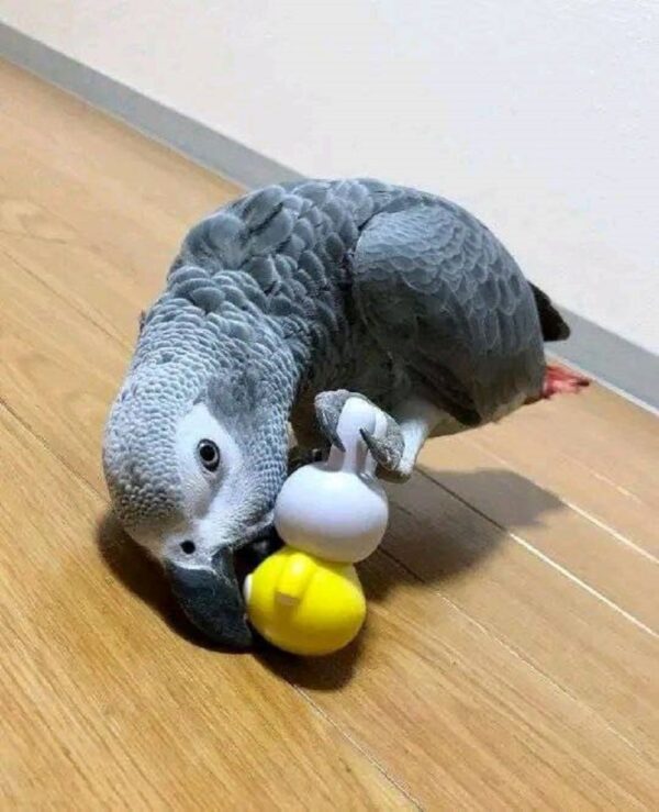 African Grey Parrot