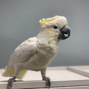 Cockatoo parrots