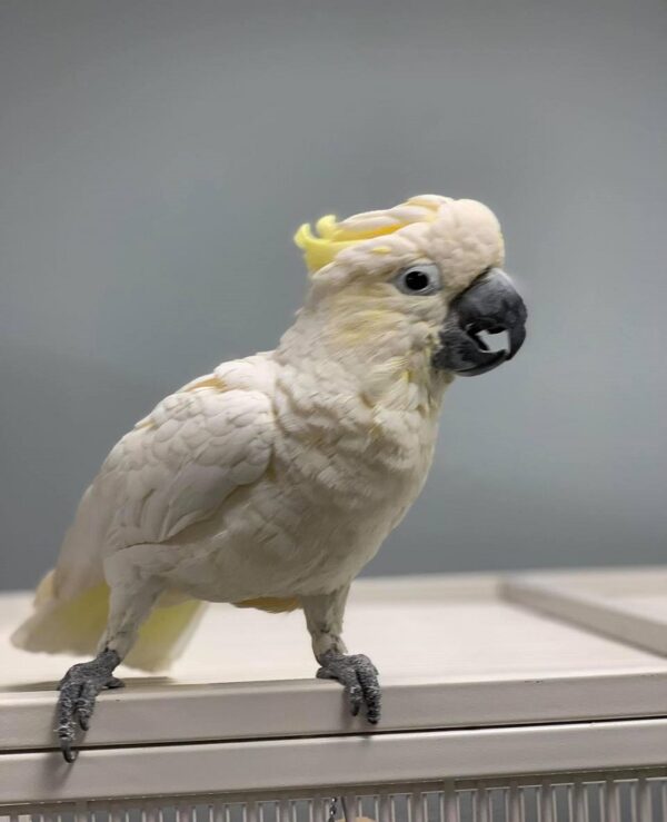 Cockatoo parrots