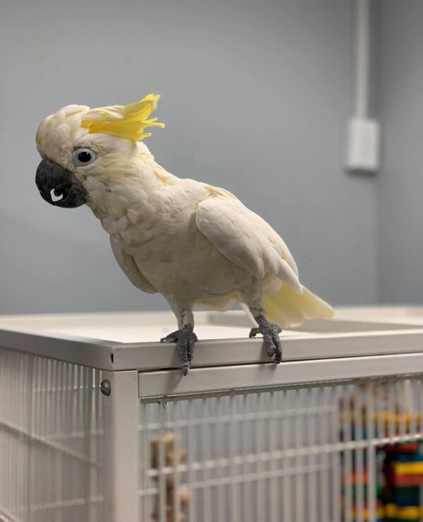 Cockatoo parrots