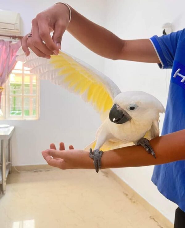 Umbrella Cockatoo Parrots
