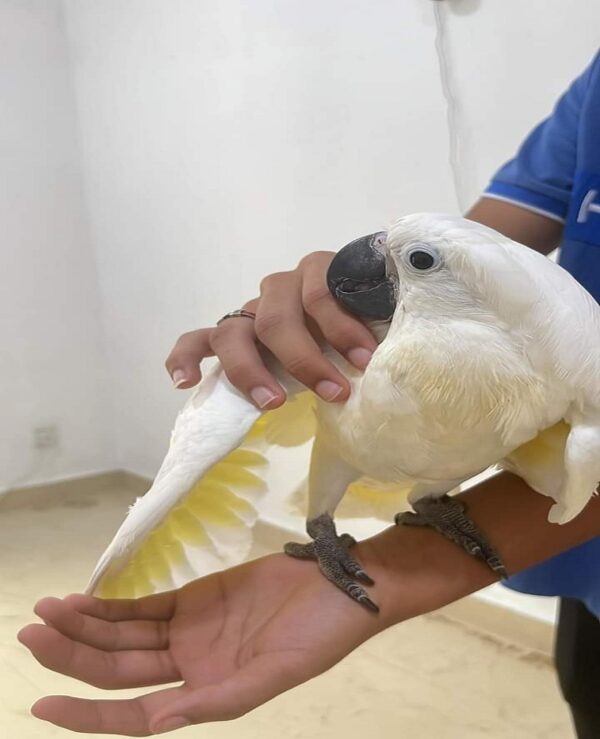 Umbrella Cockatoo Parrots