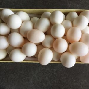 All Species Conure Parrots Eggs