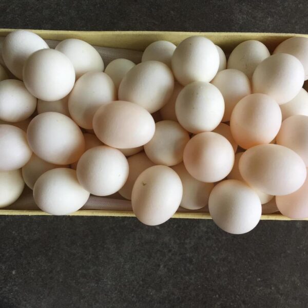 All Species Conure Parrots Eggs