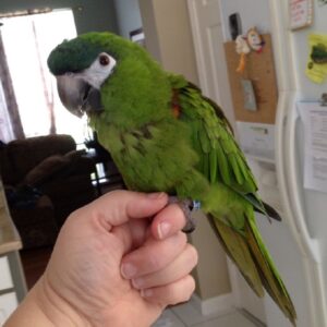Hahn’s Macaw Parrot for sale