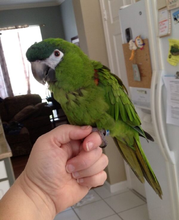 Hahn’s Macaw Parrot for sale