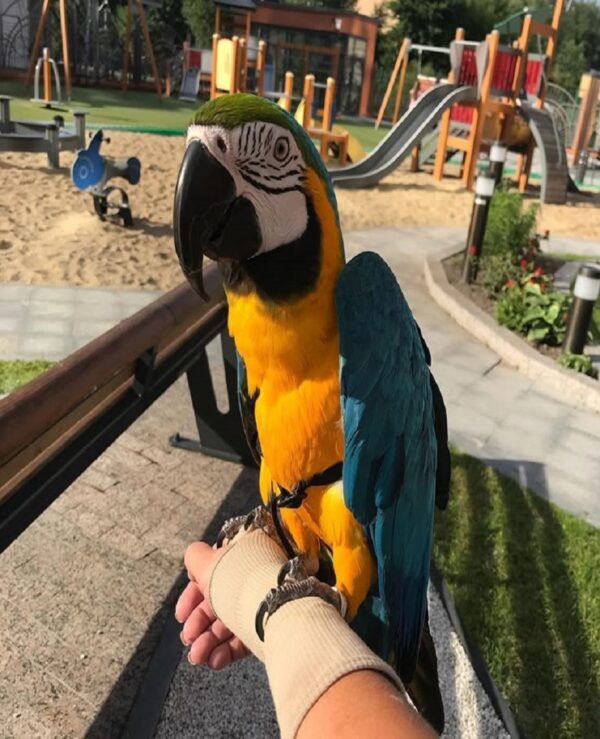 Blue and Gold Macaw parrot for sale