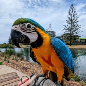 Blue and Gold Macaw parrot for sale