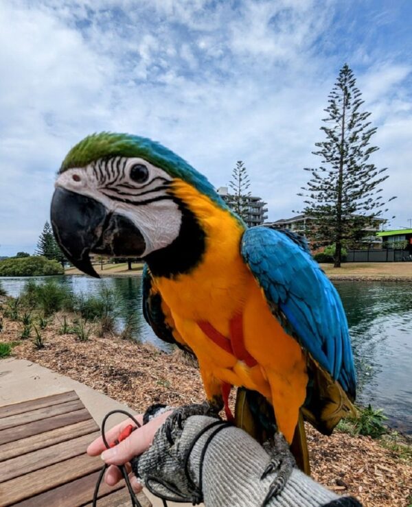 Blue and Gold Macaw parrot for sale