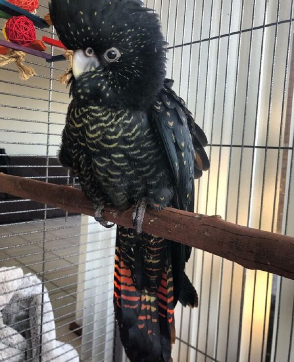 red tailed black cockatoo