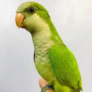Parakeets Parrots
