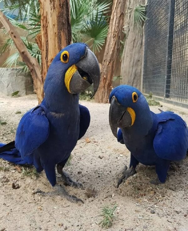 Macaw Hyacinth For Sale