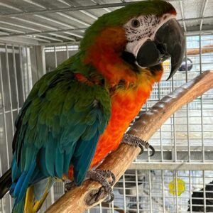 Harlequin Macaw