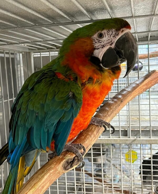 Harlequin Macaw