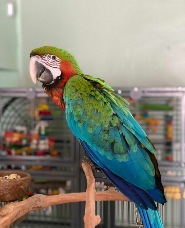 Harlequin Macaw