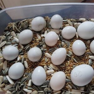 Fertilised Parrot Eggs
