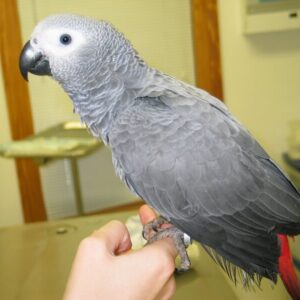 African Grey Parrot