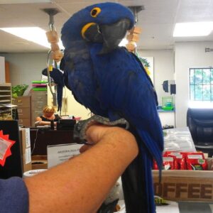 Hyacinth Macaw