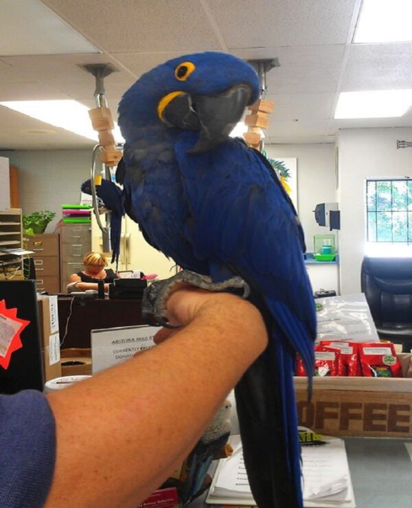 Hyacinth Macaw