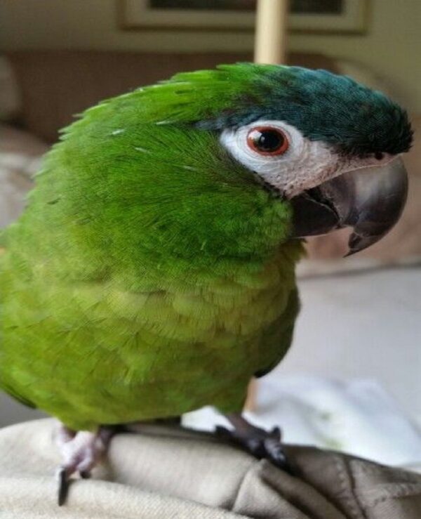 Hahn’s Macaw Parrot for sale