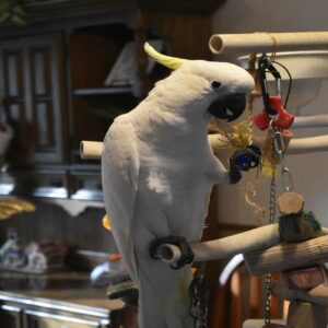 Sulphur Crested Cockatoo Parrot